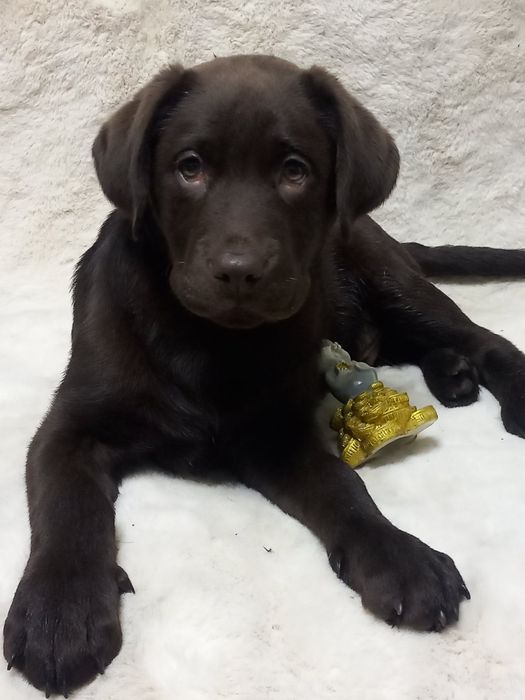 Цуценята лабрадори