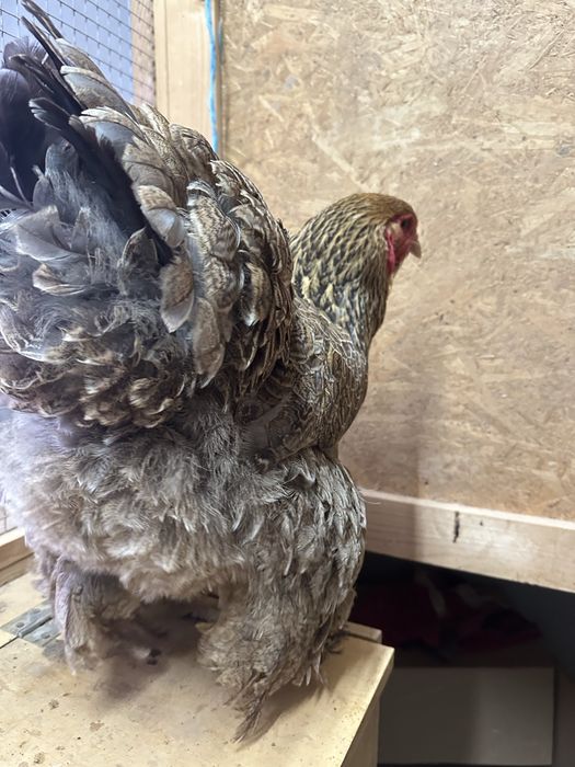 Galinha Brahma Perdiz