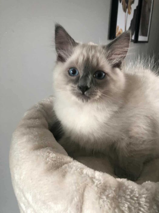 OKAZJA! Kocurek rasy Ragdoll