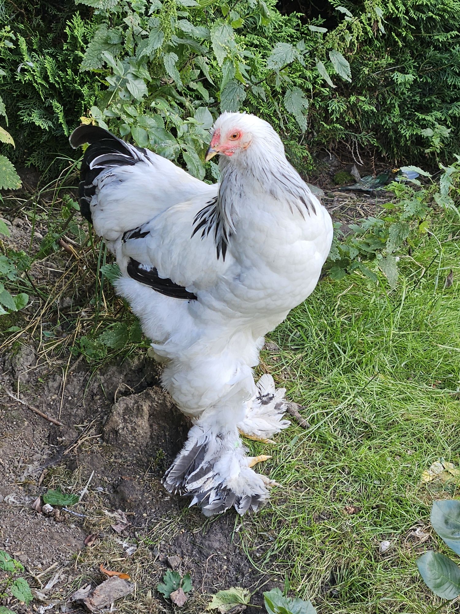 Koguty Brahmy gronostajowej