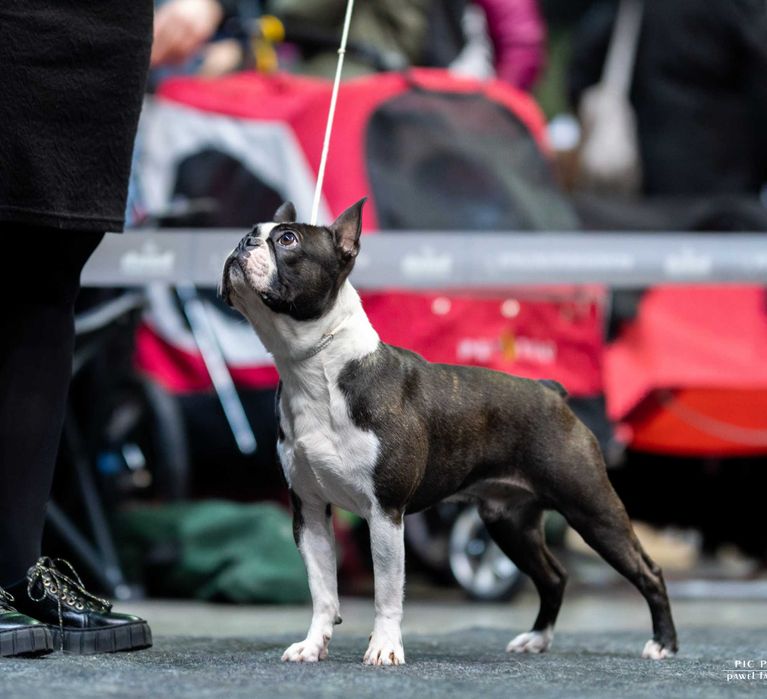 Boston Terrier - Planowane Mioty- Listopad 2025- ZKwP/FCI o/Wrocław