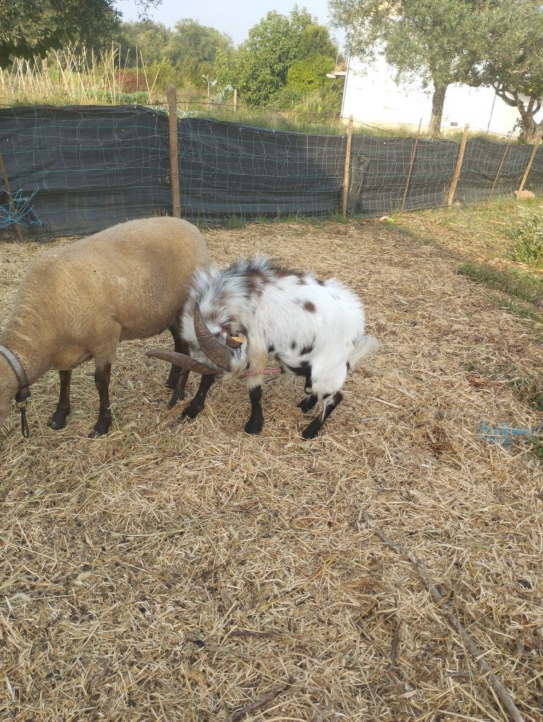 Vendo macho de cabra ana