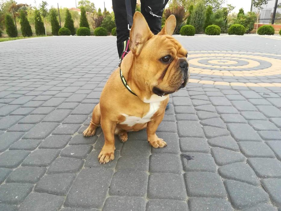 Buldog francuski reproduktor, krycie