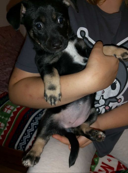 Oddam pieski w dobre ręce