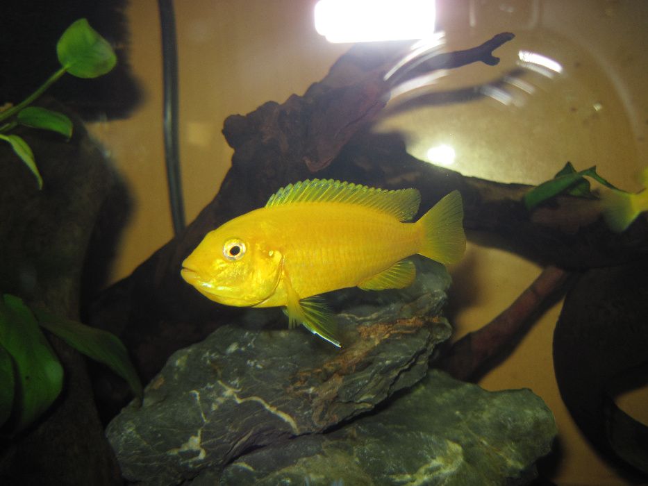 Pyszczaki MALAWI Pseudotropheus Saulosi Saulosa i Maingano - rybki GDA