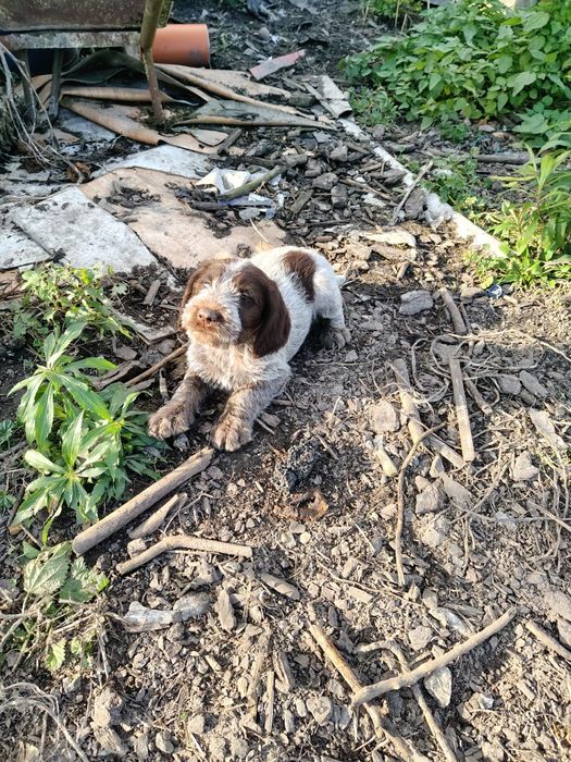 Wyżeł niemiecki szorstkowłosy