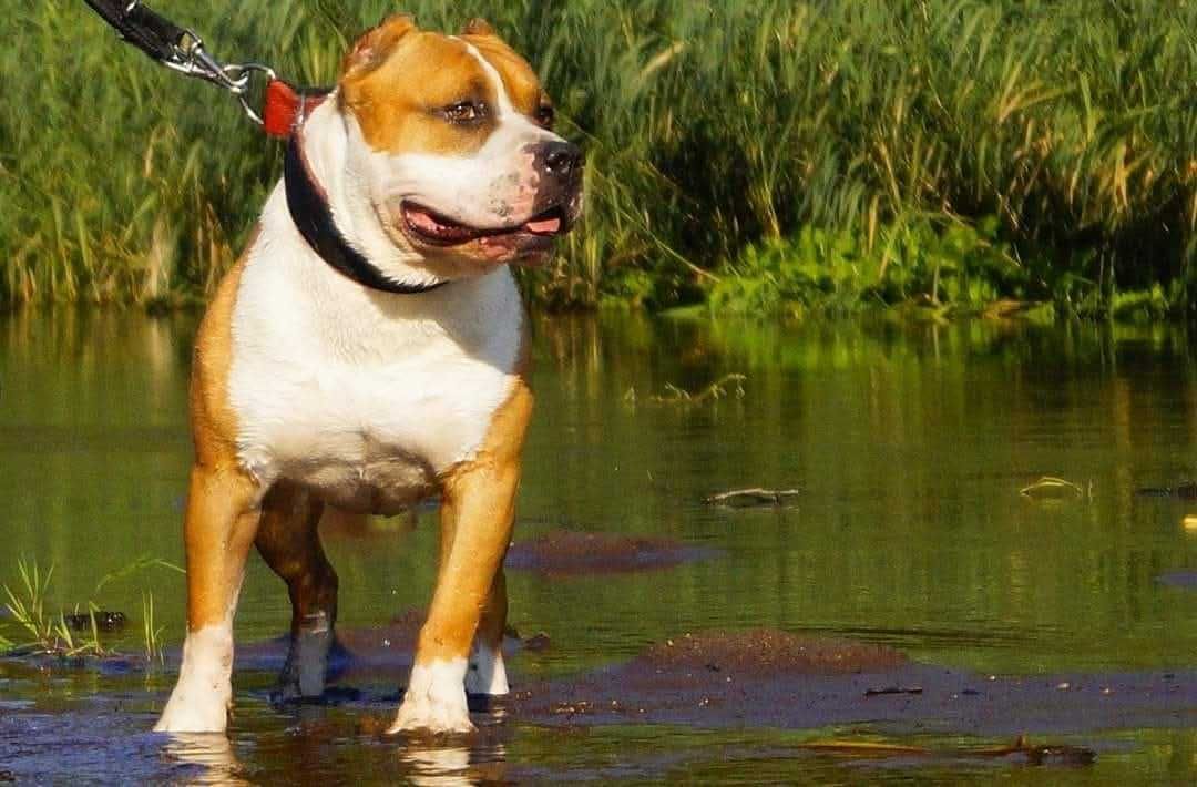 Echo,płowy samiec American staffordshire terrier FCI.DO REZERWACJI