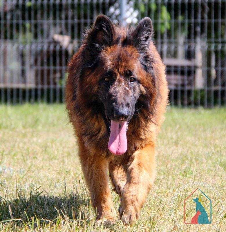 KOCHANY, ODDANY, piękny psiak w typie owczarka długowłosego ADOPTUJ