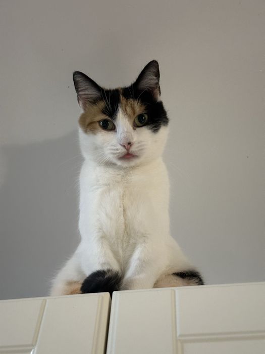 Śliczna kotka tricolorka ZOSIA szuka swojego domu