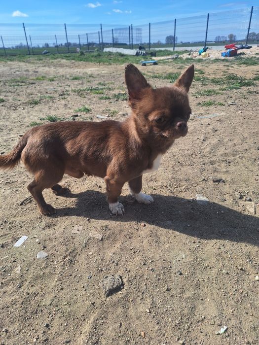 Chihuahua reproduktor