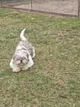 Śliczny piesek shih tzu Ur 26.10.24