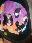 Vendo 7 cães beagles (4 machos e 3 fêmeas).