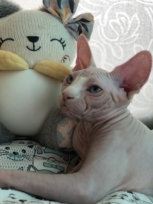 Котенок девочка сфинкс!