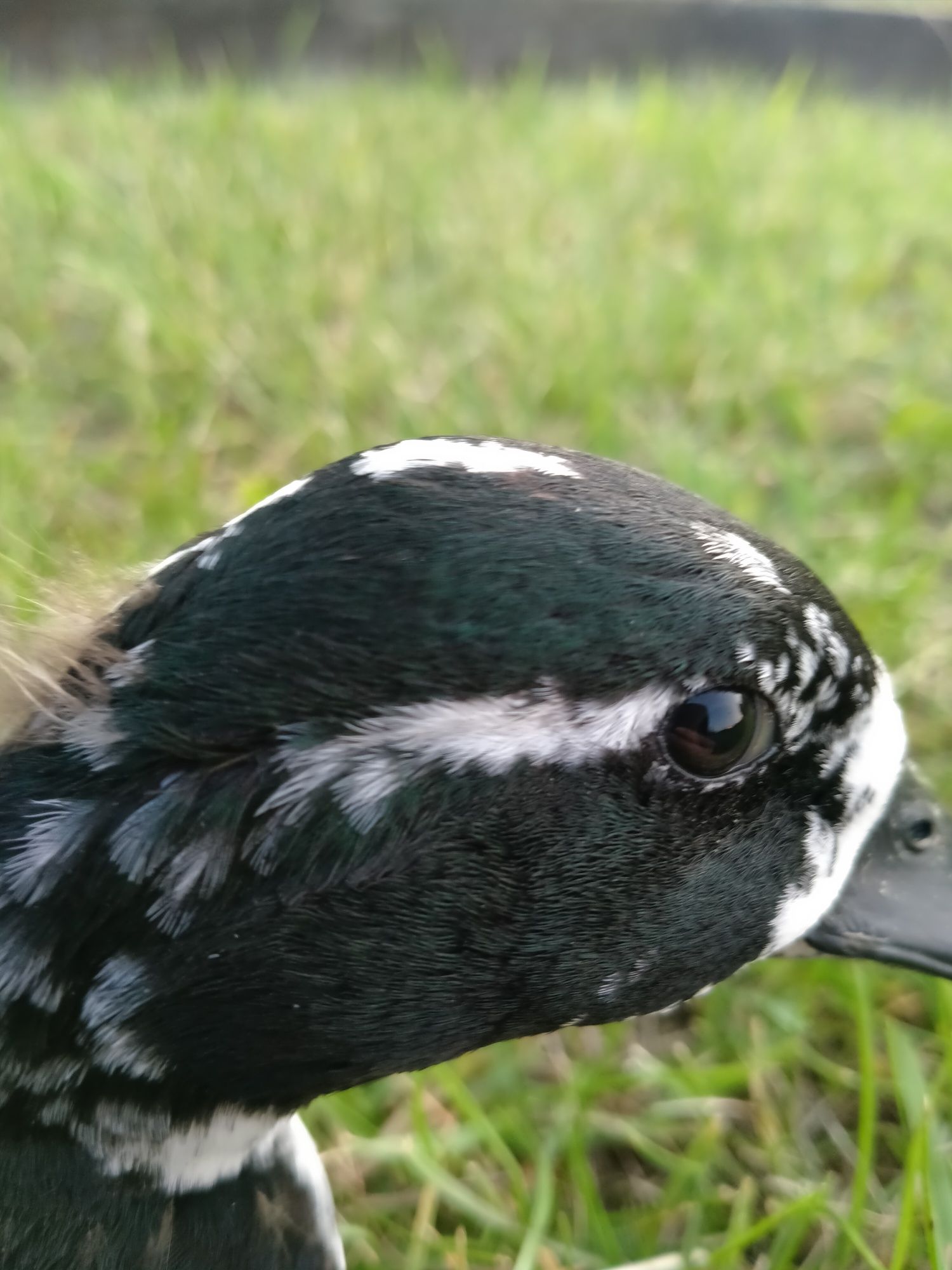 Kaczki  ozdobne call duck