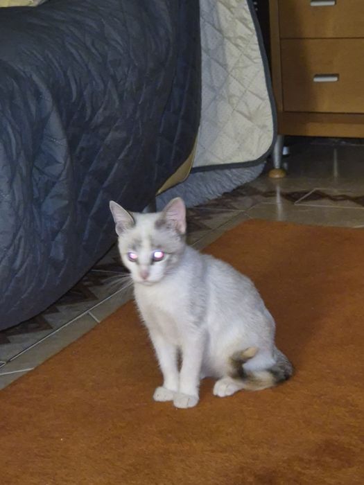 PARA ADOÇÃO Responsável