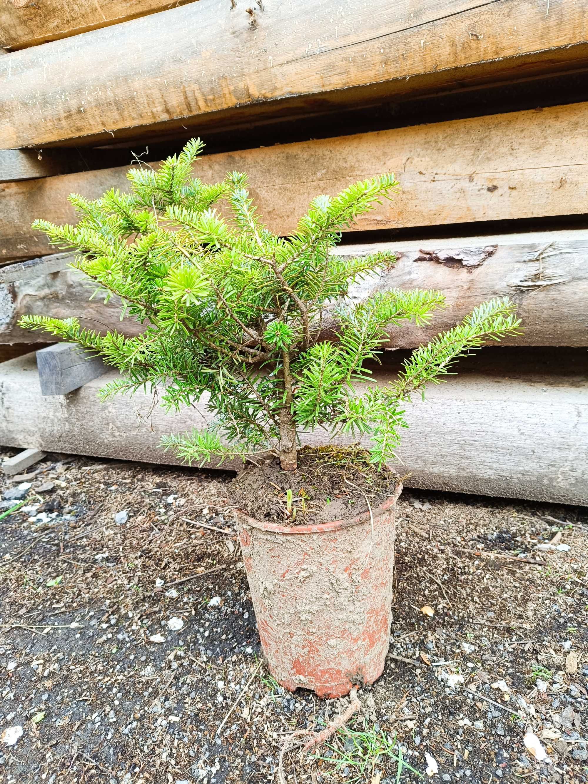 Jodła koreańska 50-60cm bonsai