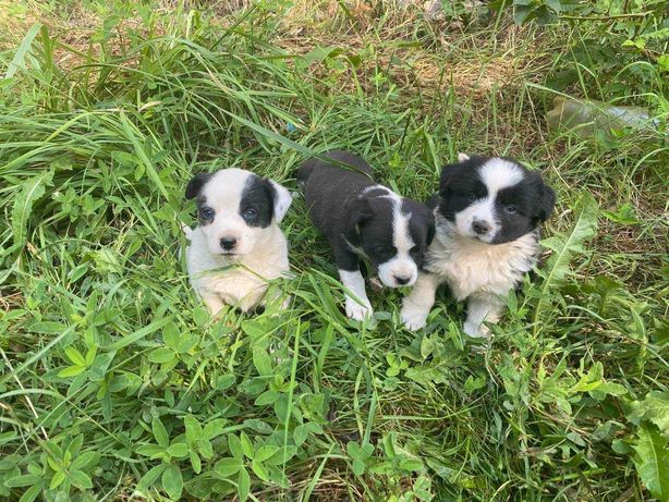 Три собачки (дівчинки) чекають нових господарів