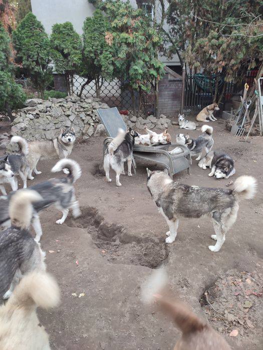 Oddam psy syberian  husky