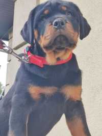 Suczka Rottweiler