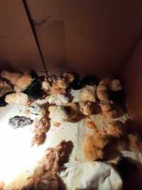 Kurczaki Pisklęta dostępne po 1 kwietnia