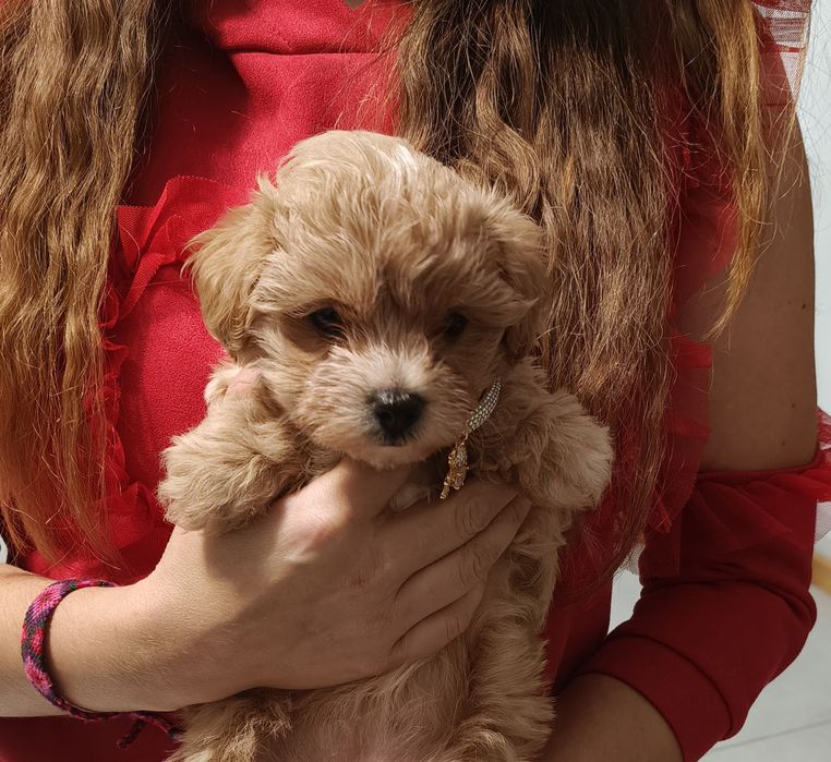 Dziewczynka Maltipoo