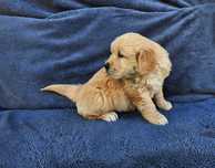 Golden Retriever - złota suczka