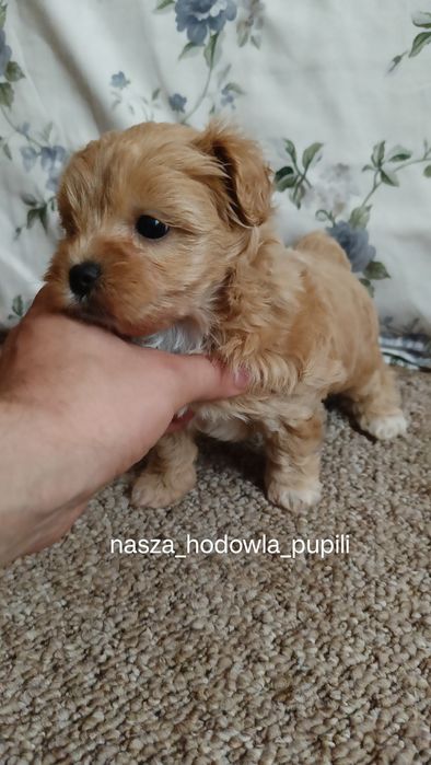 Maltipoo suczka ze sprawdzonej hodowli