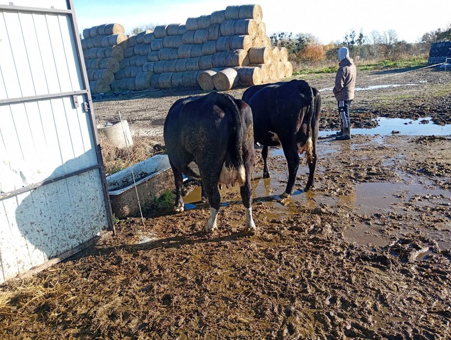 Krowa cielna mlode 2 sztuki