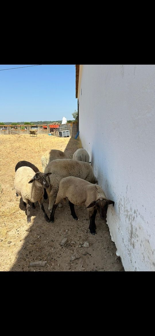 Borregos cruzados de suffolk