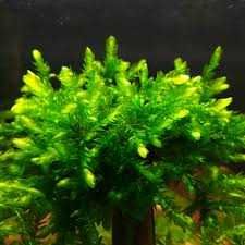 Mech GIANT Willow moss Fontinalis antiperytica var. gigantea