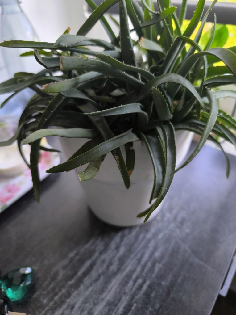 Aloes w doniczce