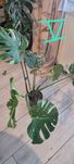 Monstera thai constellation, 7 dużych lisci