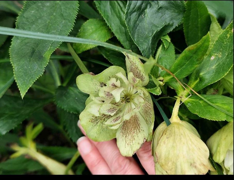 Дейция, морозник, ромашка гибискус ежевика лещина малина унаби зизифус