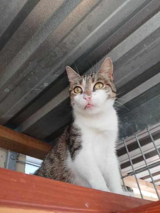 Alinka - czy ma szansę na dom czy resztę życia spędzi w schronisku?