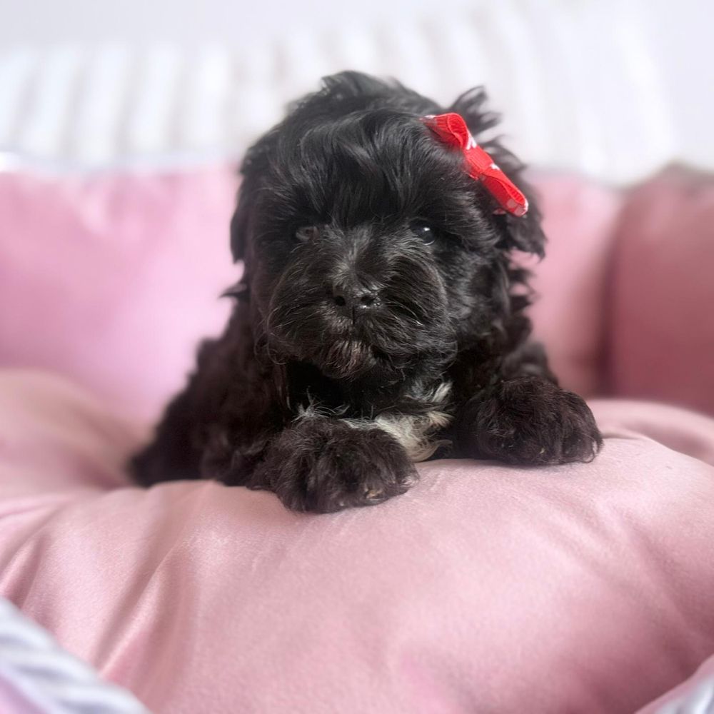 Maltipoo piesek gotowy do odbioru