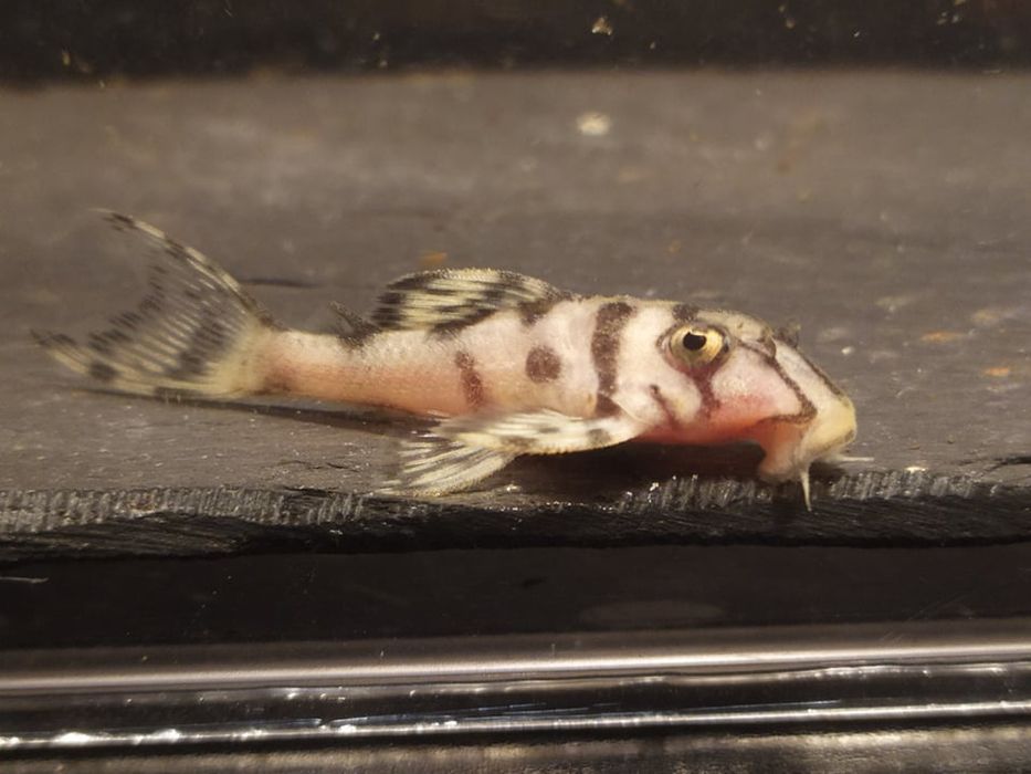 Hypancistrus L236 SW 4-5cm zbrojniki glonojad