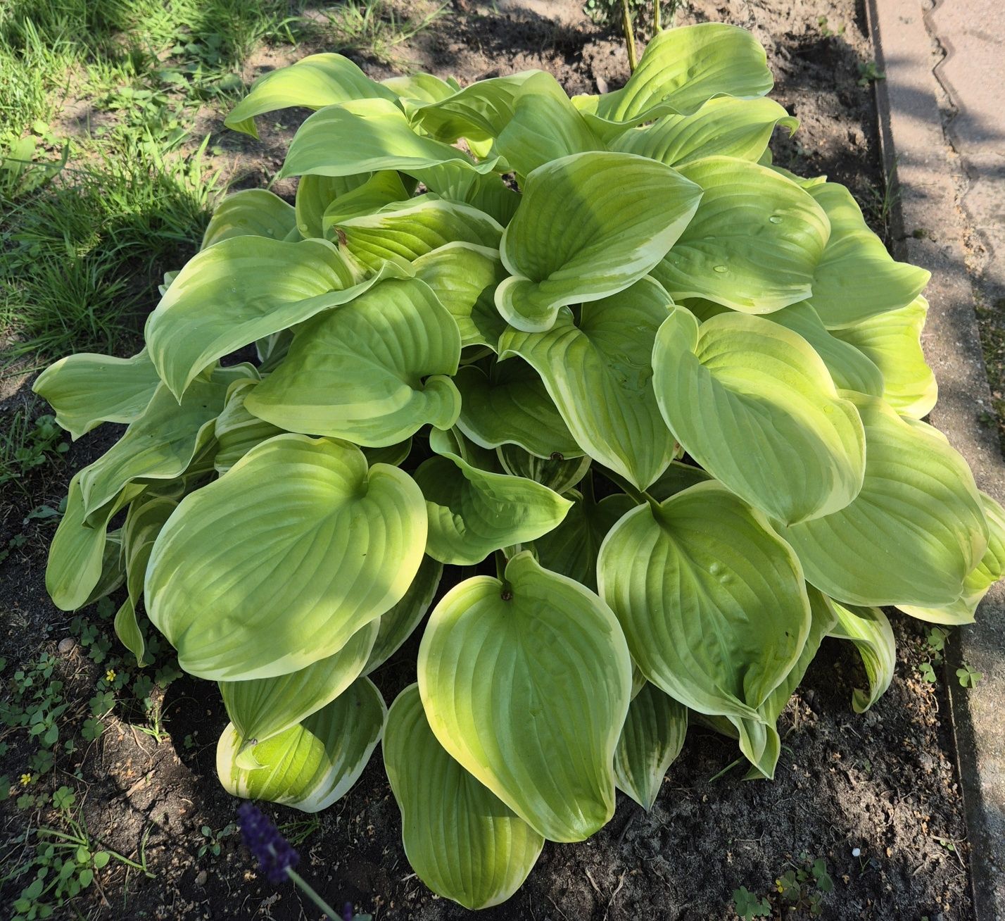 Funkia Hosta Guacemole