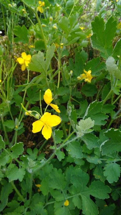100 sementes / Celidônia planta das verrugas, planta Betadine ...