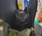 Gatinha bebé para adoção responsável