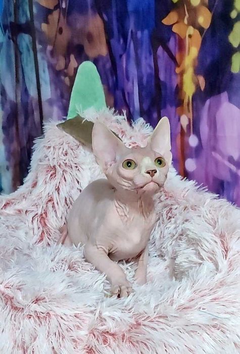 Канадський сфінкс хлопчик Джокер