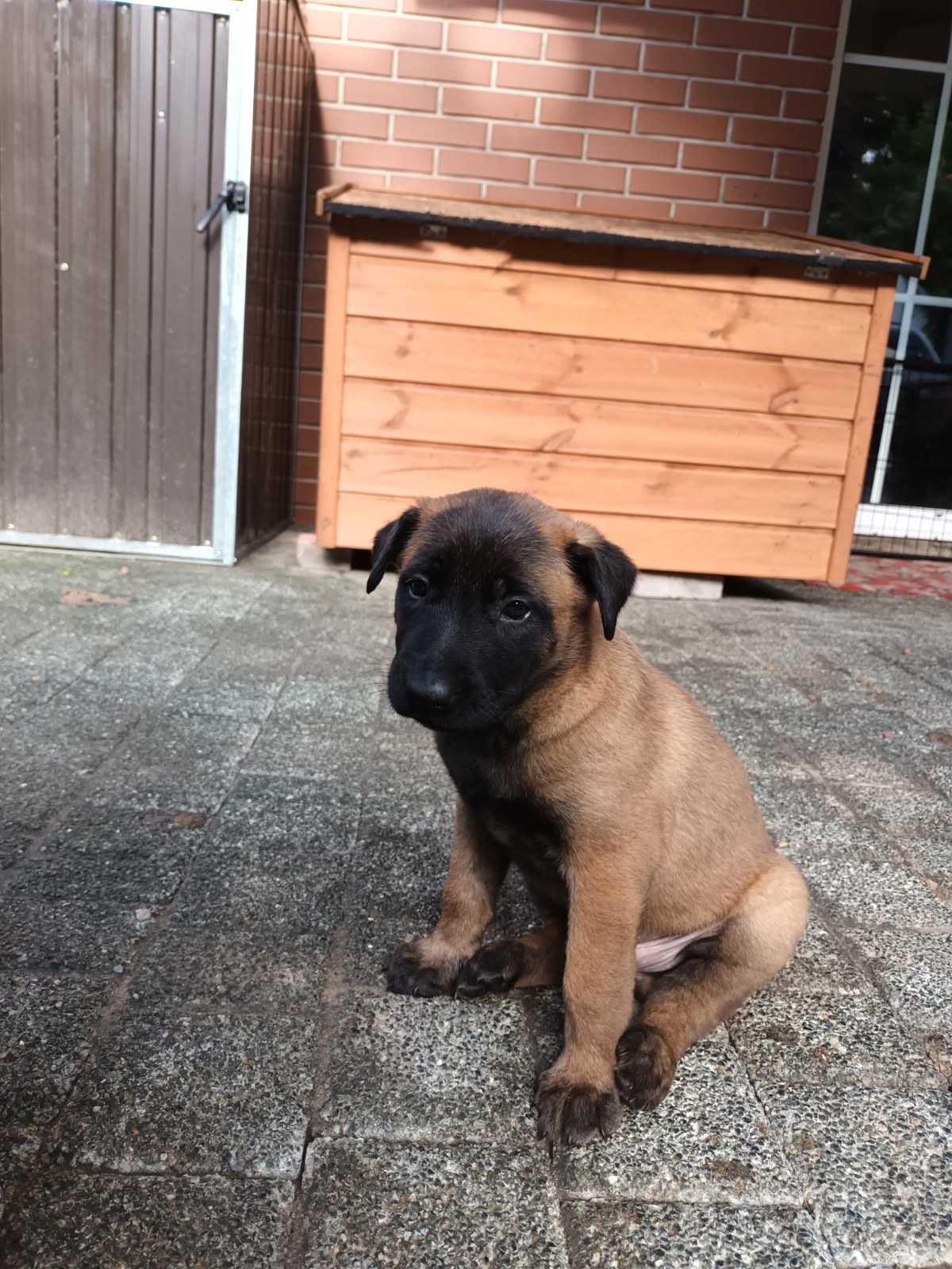 Owczarek belgijski malinois