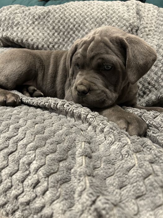 Cane Corso Italiano szczeniaczki niebieskie / czarne / pręgowany
