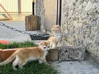 Золота шиншилла кошенята