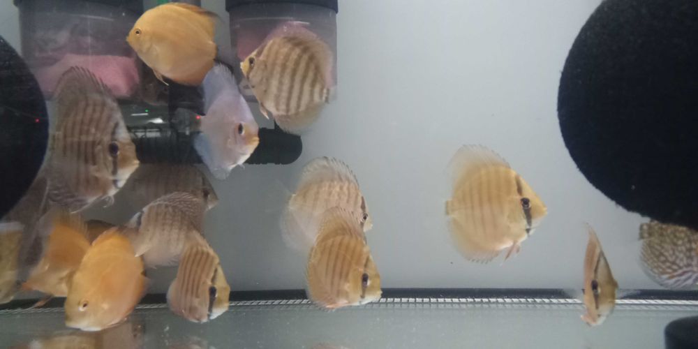 GB Dyskowce Kobalt 4-4,5cm