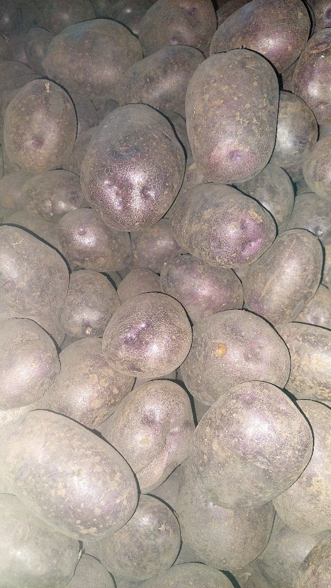 Картопля сортова