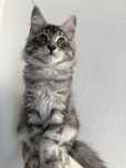 Gatinha Maine Coon com LOP