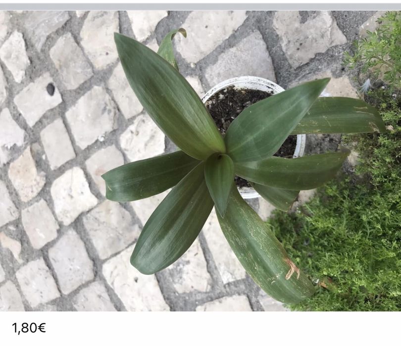 Plantinhas de interior para venda