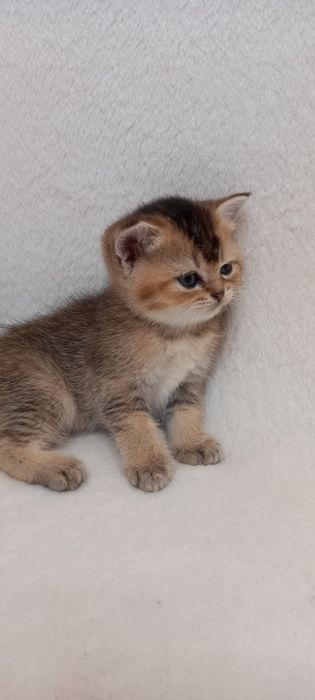 Шотландские котята .Золотая тикированная шиншилла ny 25..