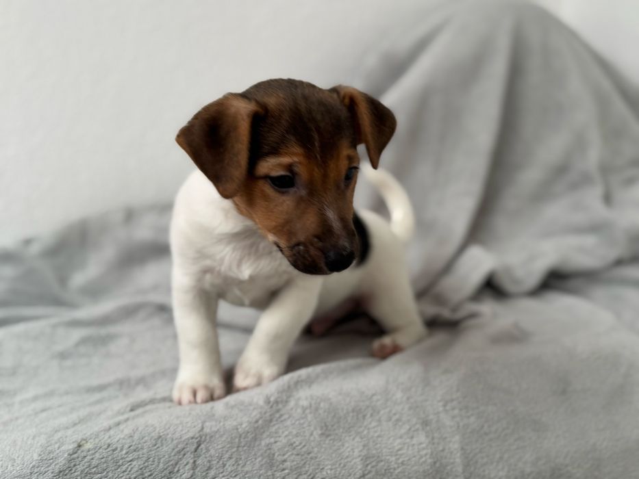 Jack Russel Terrier  macho pelo curto