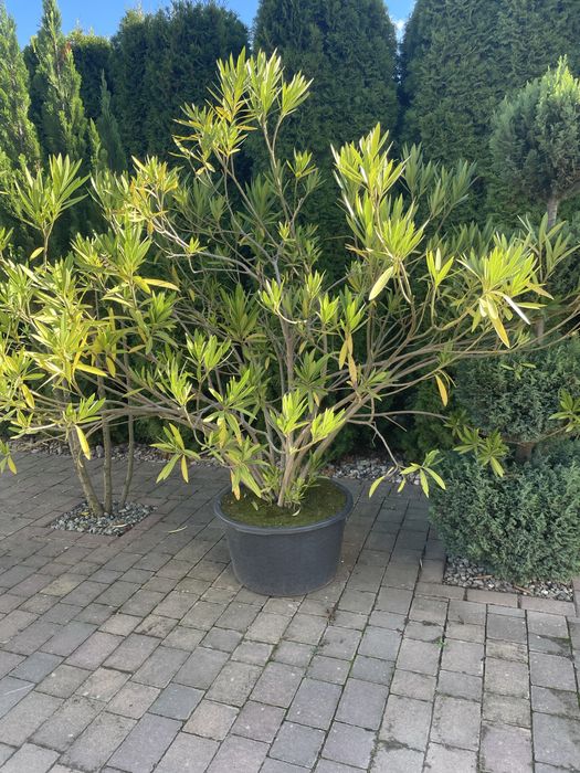 Kwiat doniczkowy oleander